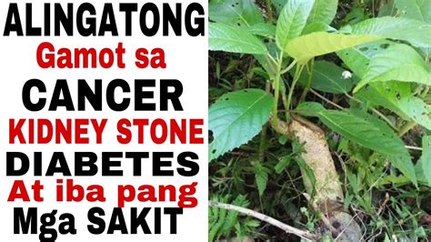 alingatong tree scientific name